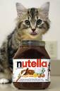 un chat qui aime le nutella!